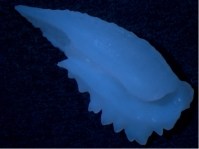 TracMurphOtolithIFOP